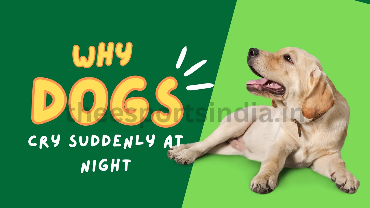 why dogs cry at night